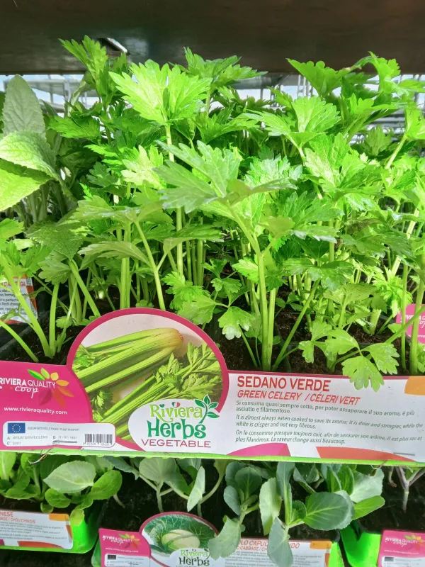 Piantine sedano verde 6 x box V. 7,1 cm - Riviera Quality Società Agricola Cooperativa