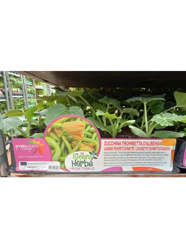 Piantine zucchina trombetta d'albenga 4 V. 8,7 cm - Riviera Quality Società Agricola Cooperativa