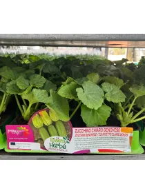 Piantine zucchino chiaro genovese 4x bo V. 8,7 cm - Riviera Quality Società Agricola Cooperativa