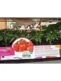 Pomodoro cencara grappolo ovale 4 x box V. 8,7 cm - Riviera Quality Società Agricola Cooperativa
