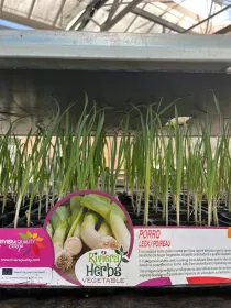 Piantine porro 12 x box V. 5 cm - Riviera Quality Società Agricola Cooperativa