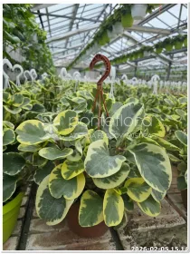 Peperomia obtusifolia 'Variegata' V. 20 cm H. 50 cm - Azienda Florovivaistica Ponteflora Di Pisapia Antonio