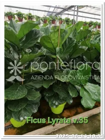 Ficus lyrata V. 35 cm H. 170 cm - Azienda Florovivaistica Ponteflora Di Pisapia Antonio