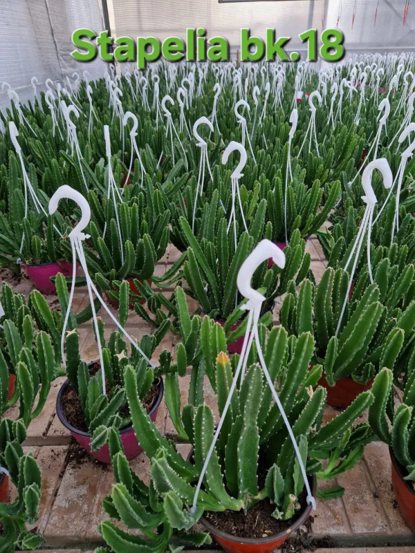 Stapelia V. 18 cm H. 45 cm - Azienda Florovivaistica Ponteflora Di Pisapia Antonio