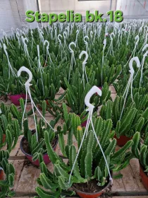 Stapelia V. 18 cm H. 45 cm - Azienda Florovivaistica Ponteflora Di Pisapia Antonio