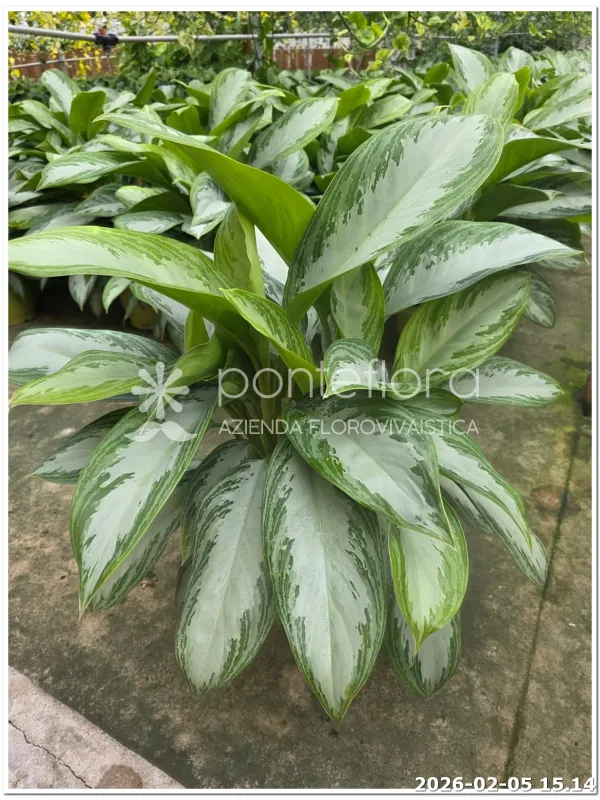 Aglaonema 'Silver Bay' V. 25 cm H. 50 cm - Azienda Florovivaistica Ponteflora Di Pisapia Antonio