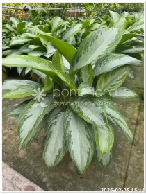 Aglaonema 'Silver Bay' V. 25 cm H. 50 cm - Azienda Florovivaistica Ponteflora Di Pisapia Antonio