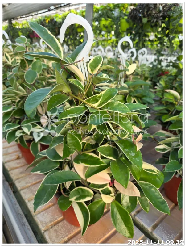 Hoya carnosa V. 18 cm H. 45 cm - Azienda Florovivaistica Ponteflora Di Pisapia Antonio