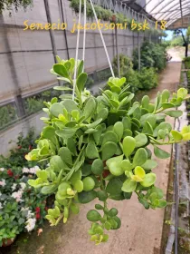 Senecio jacobsenii V. 18 cm H. 20 cm - Azienda Florovivaistica Ponteflora Di Pisapia Antonio
