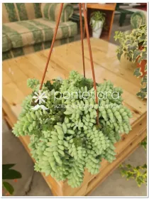 Sedum blue brasil V. 18 cm H. 20 cm - Azienda Florovivaistica Ponteflora Di Pisapia Antonio