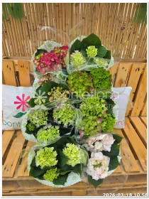 Hydrangea mac. mix 3+ flower V. 12 cm H. 30 cm - Azienda Florovivaistica Ponteflora Di Pisapia Antonio