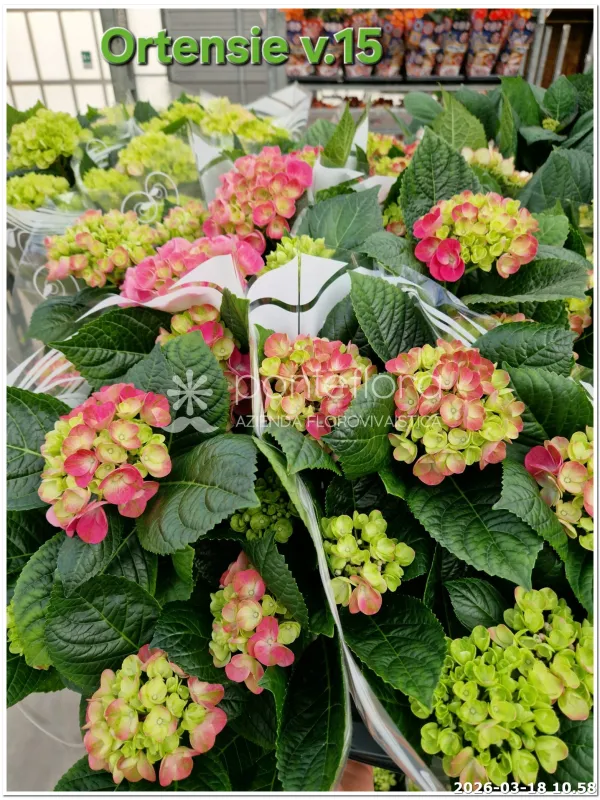 Hydrangea mac. mix 7+ caned V. 15 cm H. 40 cm - Azienda Florovivaistica Ponteflora Di Pisapia Antonio