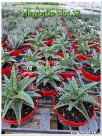 Haworthia mix V. 12 cm H. 10 cm - Azienda Florovivaistica Ponteflora Di Pisapia Antonio