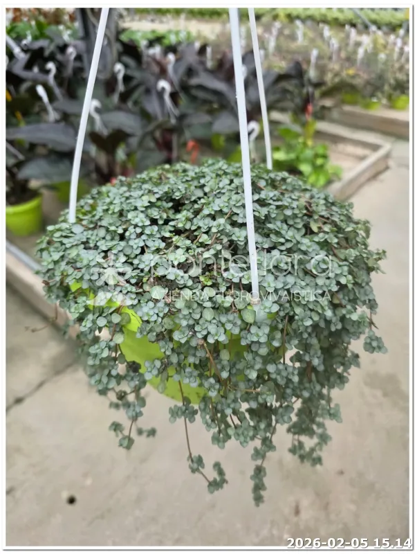 Pilea acquamarina V. 20 cm H. 25 cm - Azienda Florovivaistica Ponteflora Di Pisapia Antonio