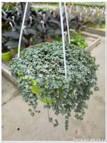 Pilea acquamarina V. 20 cm H. 25 cm - Azienda Florovivaistica Ponteflora Di Pisapia Antonio