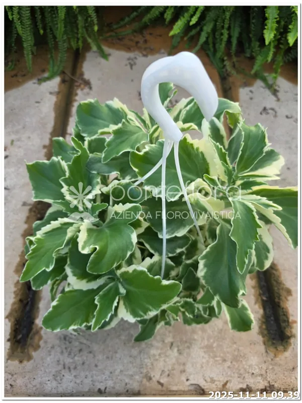 Kalanchoa lacinata V. 20 cm H. 40 cm - Azienda Florovivaistica Ponteflora Di Pisapia Antonio