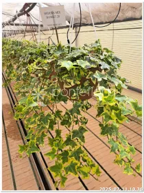 Hedera helix V. 20 cm H. 30 cm - Azienda Florovivaistica Ponteflora Di Pisapia Antonio