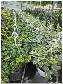 Hedera helix V. 20 cm H. 30 cm - Azienda Florovivaistica Ponteflora Di Pisapia Antonio