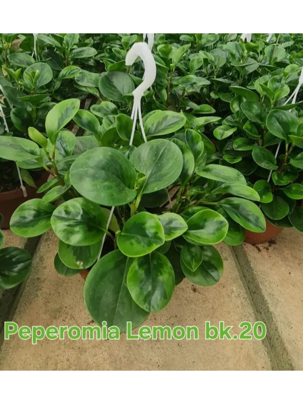 Peperomia . Lemon Line V. 20 cm H. 40 cm - Azienda Florovivaistica Ponteflora Di Pisapia Antonio