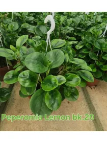 Peperomia . Lemon Line V. 20 cm H. 40 cm - Azienda Florovivaistica Ponteflora Di Pisapia Antonio