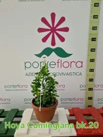 Hoya cumingiana V. 20 cm H. 50 cm - Azienda Florovivaistica Ponteflora Di Pisapia Antonio