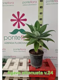 Agave attenuata V. 24 cm H. 70 cm - Azienda Florovivaistica Ponteflora Di Pisapia Antonio