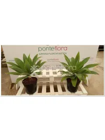 Agave attenuata V. 24 cm H. 70 cm - Azienda Florovivaistica Ponteflora Di Pisapia Antonio