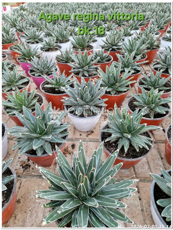 Agave victoriae-reginae V. 18 cm H. 30 cm - Azienda Florovivaistica Ponteflora Di Pisapia Antonio