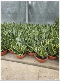 Sansevieria Futura Superba V. 20 cm H. 40 cm - Azienda Florovivaistica Ponteflora Di Pisapia Antonio