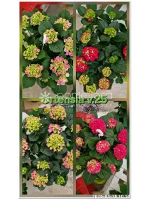 Hydrangea mac. mix 7+ caned V. 25 cm H. 60 cm - Azienda Florovivaistica Ponteflora Di Pisapia Antonio