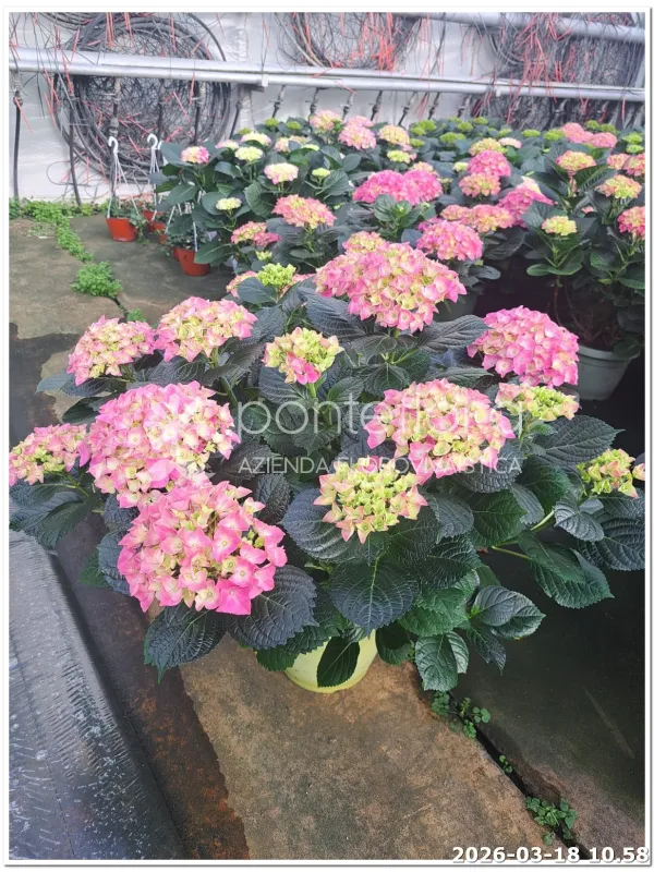 Hydrangea mac. mix 7+ caned V. 25 cm H. 60 cm - Azienda Florovivaistica Ponteflora Di Pisapia Antonio