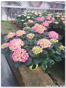 Hydrangea mac. mix 7+ caned V. 25 cm H. 60 cm - Azienda Florovivaistica Ponteflora Di Pisapia Antonio
