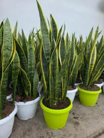 Sansevieria Laurentii V. 25 cm H. 80 cm - Azienda Florovivaistica Ponteflora Di Pisapia Antonio