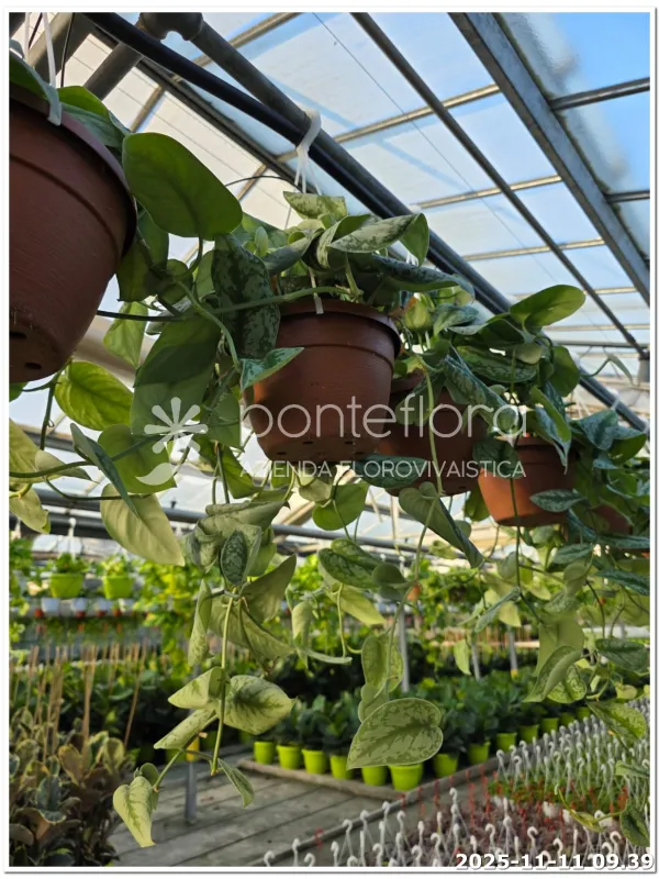 Scindapsus pictus trebie V. 20 cm H. 20 cm - Azienda Florovivaistica Ponteflora Di Pisapia Antonio