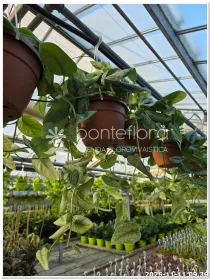 Scindapsus pictus trebie V. 20 cm H. 20 cm - Azienda Florovivaistica Ponteflora Di Pisapia Antonio