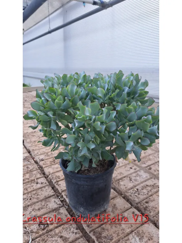 Crassula undulatifola V. 15 cm H. 40 cm - Azienda Florovivaistica Ponteflora Di Pisapia Antonio