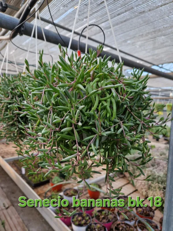 Senecio strings of bananas V. 18 cm H. 25 cm - Azienda Florovivaistica Ponteflora Di Pisapia Antonio