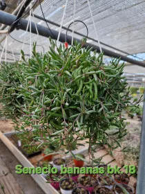Senecio strings of bananas V. 18 cm H. 25 cm - Azienda Florovivaistica Ponteflora Di Pisapia Antonio