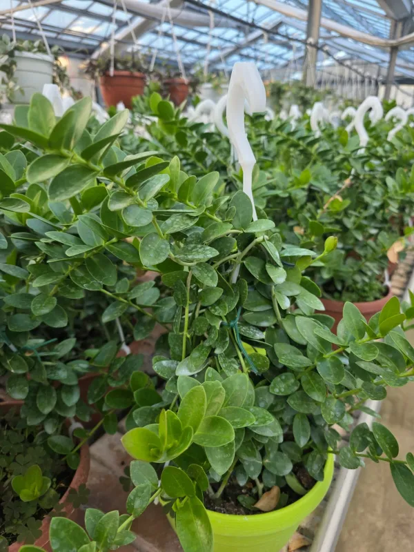 Hoya cumingiana V. 20 cm H. 50 cm - Azienda Florovivaistica Ponteflora Di Pisapia Antonio
