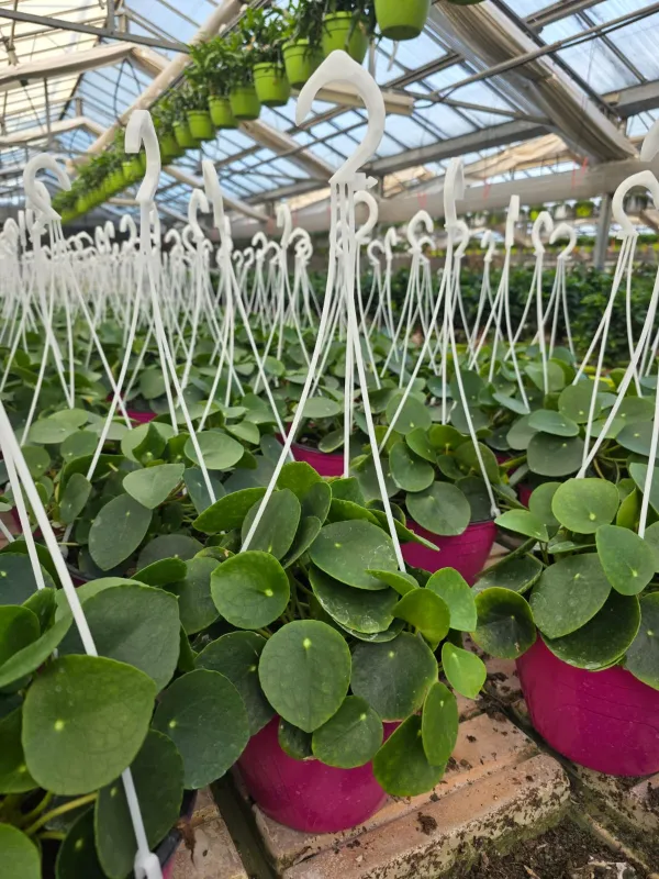 Pilea peperomioides V. 18 cm H. 30 cm - Azienda Florovivaistica Ponteflora Di Pisapia Antonio