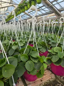 Pilea peperomioides V. 18 cm H. 30 cm - Azienda Florovivaistica Ponteflora Di Pisapia Antonio