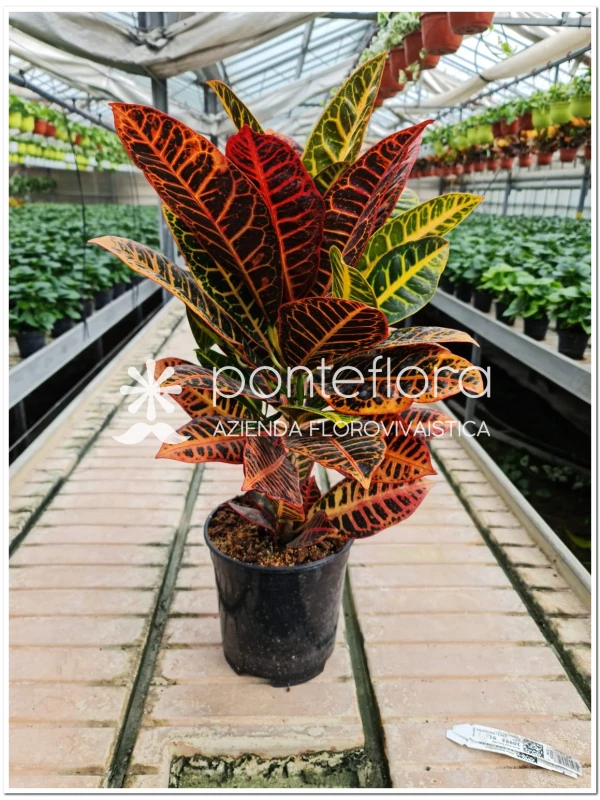 Codiaeum Petra