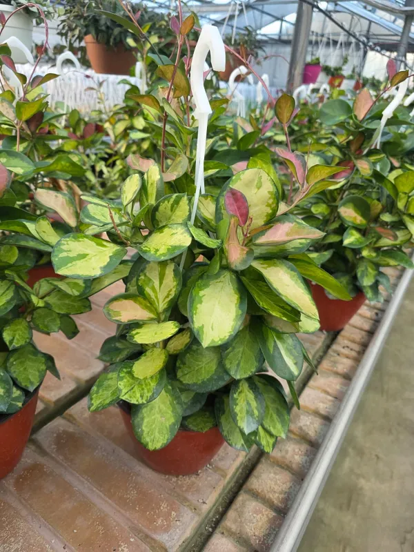 Hoya tricolor V. 18 cm H. 50 cm - Azienda Florovivaistica Ponteflora Di Pisapia Antonio