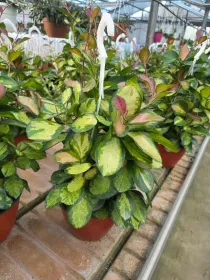 Hoya tricolor V. 18 cm H. 50 cm - Azienda Florovivaistica Ponteflora Di Pisapia Antonio