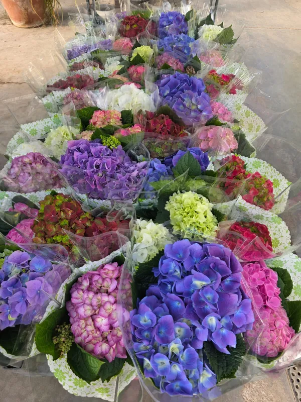 Hydrangea . hydrangea special mix 5/6 flower V. 12 cm H. 25 cm Ortensia - Azienda Florovivaistica Ponteflora Di Pisapia Antonio