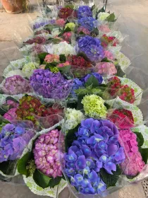 Hydrangea . hydrangea special mix 5/6 flower V. 12 cm H. 25 cm Ortensia - Azienda Florovivaistica Ponteflora Di Pisapia Antonio