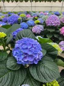 Hydrangea mac. mix 7+ caned V. 25 cm H. 60 cm - Azienda Florovivaistica Ponteflora Di Pisapia Antonio