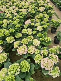 Hydrangea mac. mix 7+ caned V. 25 cm H. 60 cm - Azienda Florovivaistica Ponteflora Di Pisapia Antonio