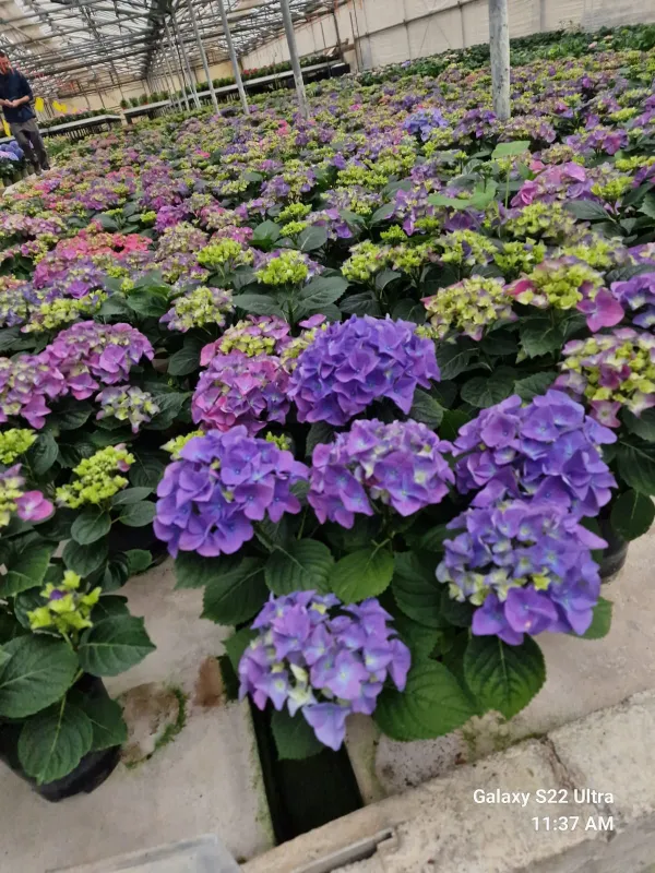 Hydrangea mac. mix 7+ caned V. 25 cm H. 60 cm - Azienda Florovivaistica Ponteflora Di Pisapia Antonio