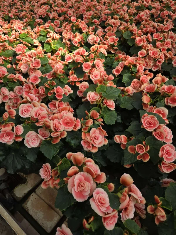 Begonia elatior V. 14 cm H. 50 cm - Azienda Florovivaistica Ponteflora Di Pisapia Antonio